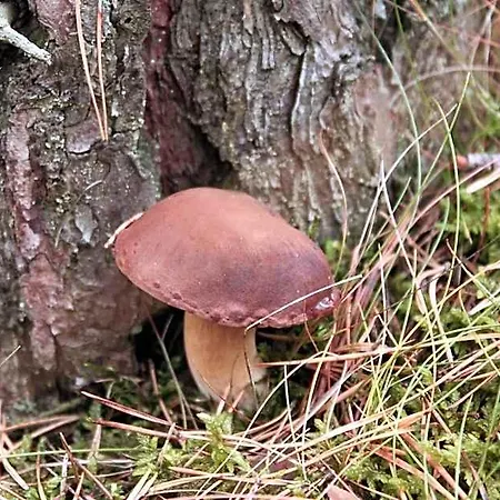 Bory Tucholskie Skorzenno