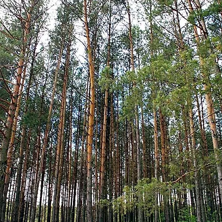 Bory Tucholskie